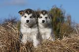 ALASKAN MALAMUTE 436